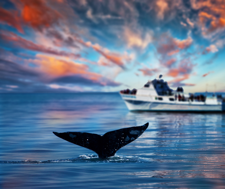 Whale Watching in Oahu: The Ultimate Private Yacht Experience