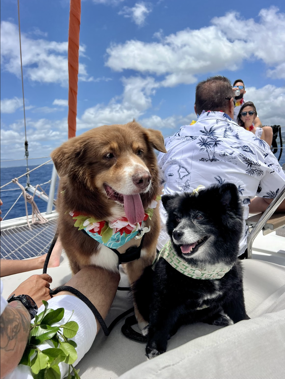 Can You Bring Your Dog on a Private Catamaran in Oahu?